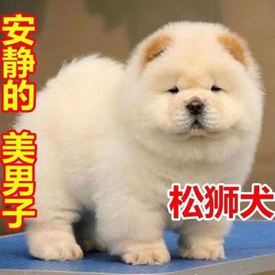 松狮面包嘴肉子狗幼犬憨