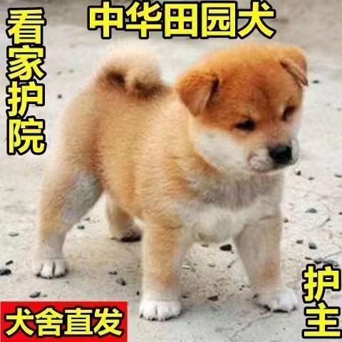 中华田园犬2-3个月黄狗白面大黄狗纯种学生版家庭铁包金幼狗正宗