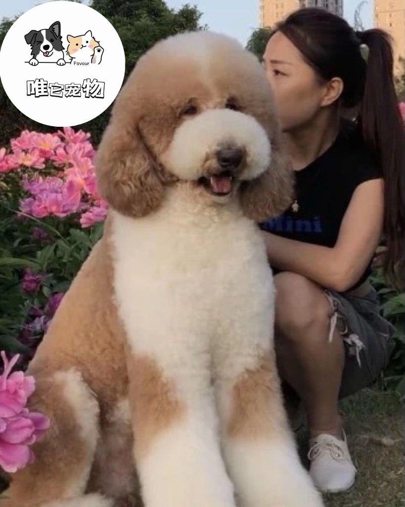 纯种巨型贵宾犬巨贵犬幼犬活体巨型泰迪犬宠物狗灰色白色花色巨贵