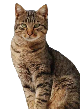 中华田园猫白狸猫小花猫纯黑白猫橘猫咪奶牛猫土猫纯黑猫白狸猫咪