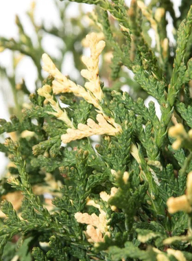 崖柏属 北美香柏‘康弗提' Thuja occidentalis ‘Konfettii'