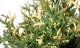 崖柏属 北美香柏‘康弗提' Thuja occidentalis ‘Konfettii'