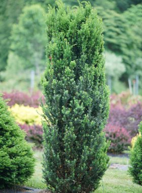 红豆杉科红豆杉属Taxus 曼迪亚红豆杉（杂种紫杉）Taxus x media