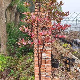 小叶厚皮香 杂木风花园庭院树 观叶观果 灌木小乔木 有枫园艺