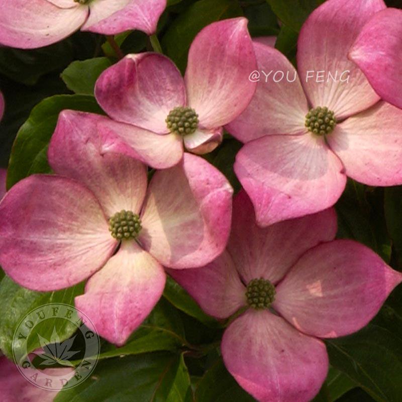 四照花进口绿叶粉花 粉色星球 洒脱米花量大观花观叶四季梾木有枫