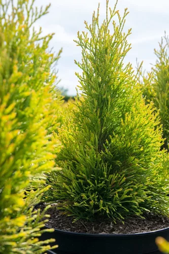 崖柏属 北美香柏‘金叶'Thuja occidentalis ‘Golden smaragd'