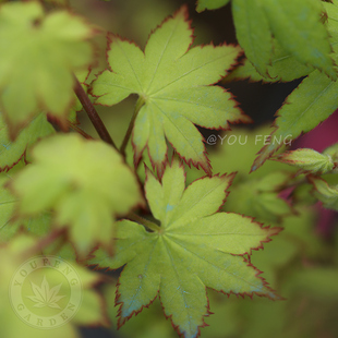 阔叶山槭 日本枫室外阳台小苗盆栽红枫大树庭院地栽枫树 有枫园艺
