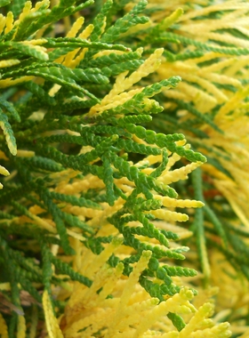 香柏‘花叶绿色翡翠'Thuja occidentalis ‘Smaragd Variegata'