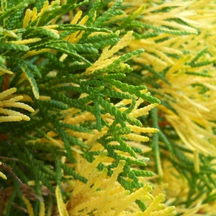 香柏‘花叶绿色翡翠'Thuja occidentalis ‘Smaragd Variegata'