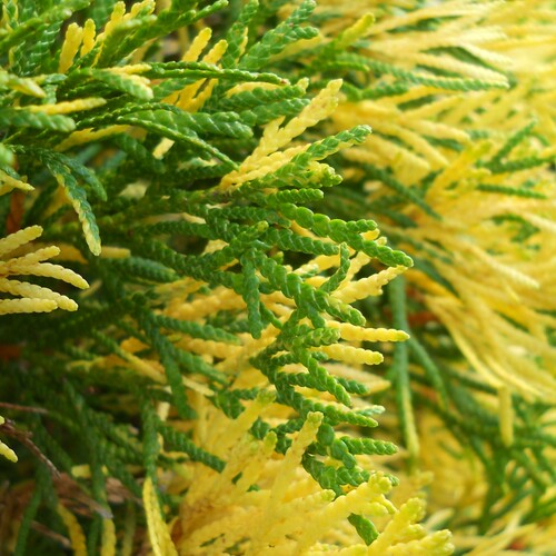 香柏‘花叶绿色翡翠'Thuja occidentalis ‘Smaragd Variegata'