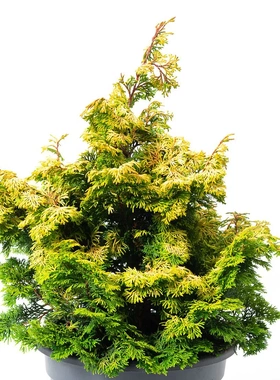 日本扁柏‘金色卡楚米'Chamaecyparis obtusa ‘Tsatsumi Gold'