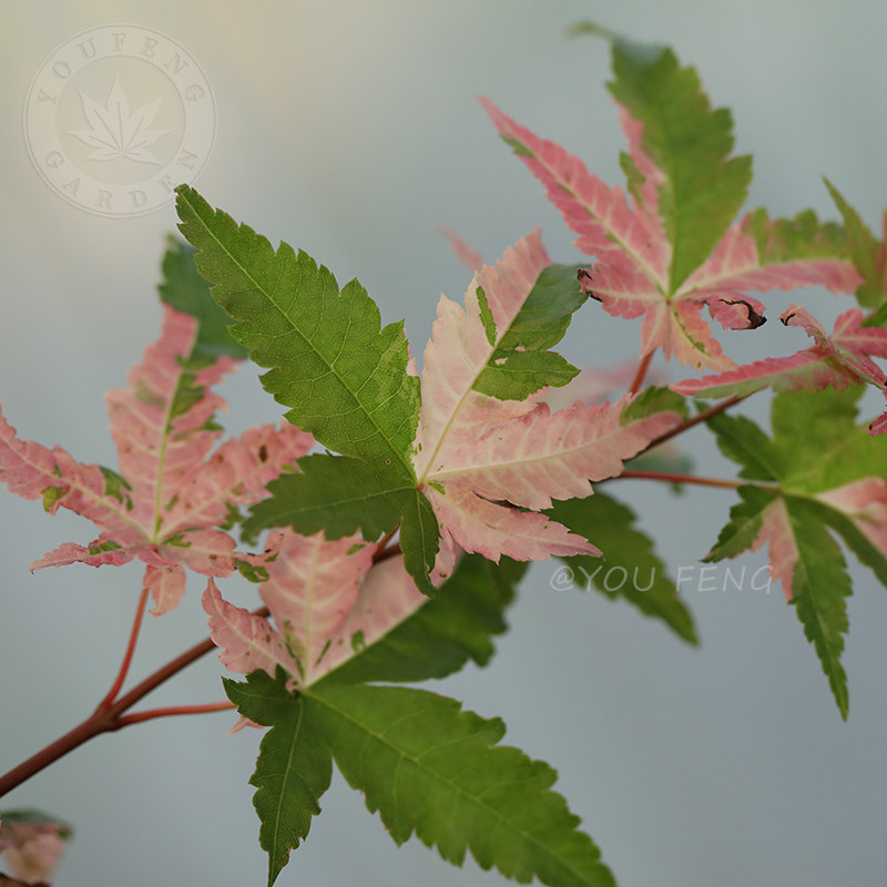 幻彩 日本红枫夏季锦叶室外阳台盆栽花园庭院地栽大树枫树 有枫