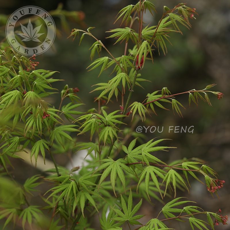 荒皮郁金枫树盆栽枫树有枫园艺