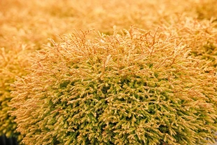 崖柏属北美香柏‘金色小山'Thuja occidentalis ‘Golden Tuffet'