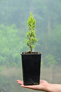 针叶树嫁接合集  哥伦奈尔范佩尔蓝天鹅金弗兰克男孩盆栽有枫园艺