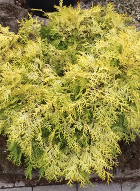 日本扁柏‘卡马拉西巴'Chamaecyparis obtusa ‘Kamarachiba'