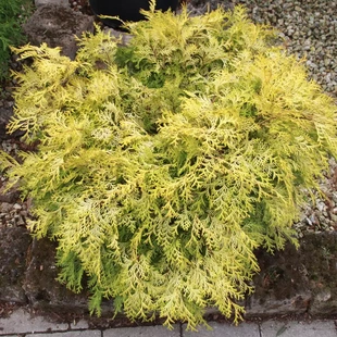 日本扁柏‘卡马拉西巴'Chamaecyparis obtusa ‘Kamarachiba'