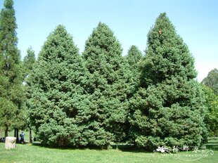 扁柏属 日本花柏‘银丝'Chamaecyparis pisifera ‘Squarrosa'