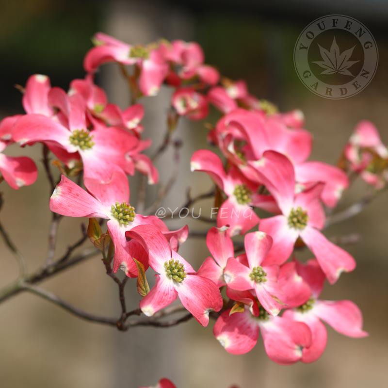 四照花进口花叶红花切诺基日落系列盆栽花卉绿植室外花园植物阳台