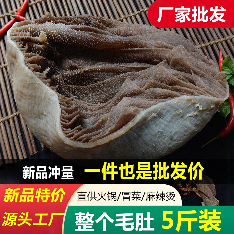 新鲜整个毛肚底板大叶片千层肚火锅食材含水5斤牛百叶商用包邮