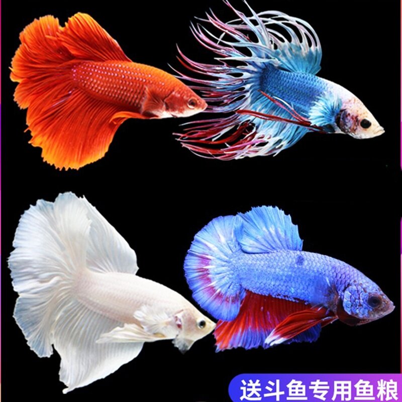 泰国斗鱼好养的鱼马尾狮王半月母斗鱼观赏鱼热带鱼活体幼儿园宠物