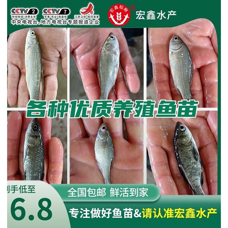 喂乌龟的小鱼苗淡水草鱼食蚊鱼练手鱼饲料鱼龙鱼饲料活体鱼各种鱼 - 实物图