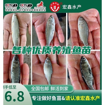 喂乌龟的小鱼苗淡水草鱼食蚊鱼练手鱼饲料鱼龙鱼饲料活体鱼各种鱼