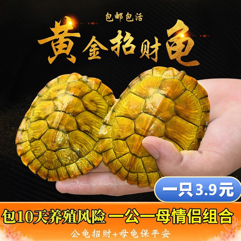 乌龟活物巴西龟情侣黄金龟仔宠物龟/鳖