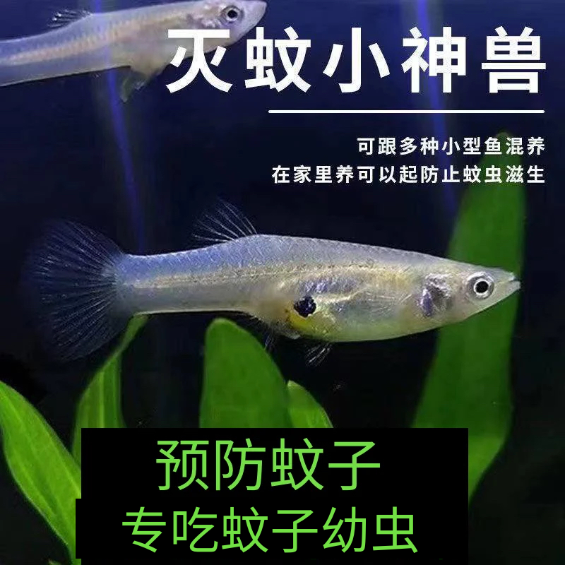 麦穗鱼食蚊鱼原生观赏鱼活体喂乌龟龙鱼开口饲料