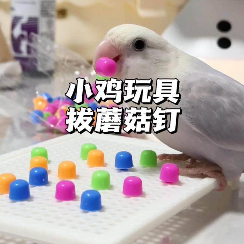 鹦鹉玩具蘑菇钉新型解闷自嗨啃咬磨牙小鸟解压益智训练小太阳玄凤,宠物/宠物食品及用品,鸟玩具,淘宝优惠券,粉丝福利购,淘宝优惠卷