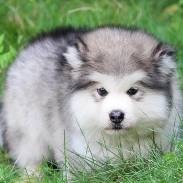 纯种阿拉斯加幼犬活体雪橇犬熊版阿拉斯加犬灰桃大型犬宠物送衣服