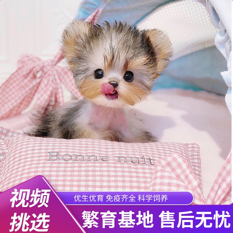 纯种约克夏幼犬活体迷你茶杯犬可爱家养俊介小型犬长不大狗送衣服