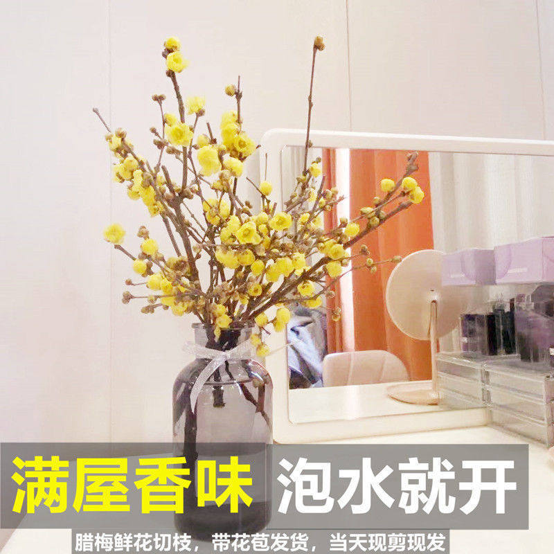 梅花枝遇水开干腊浓香型培