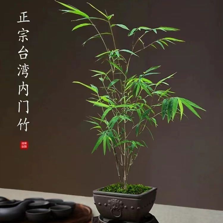 四季常青高雅正宗名贵竹苗盆栽