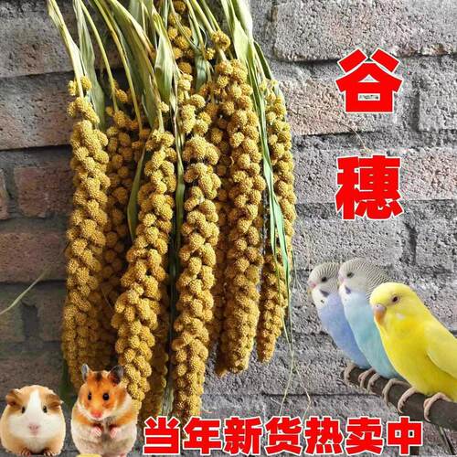 鸟鹦鹉零食芦丁鸡饲料黄谷穗仓鼠粮食小米穗笼造景黄谷子摄影杂粮