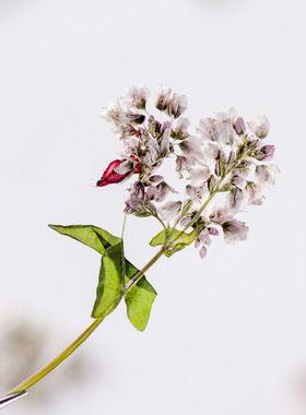 荞麦花天然真花植物标本diy滴胶