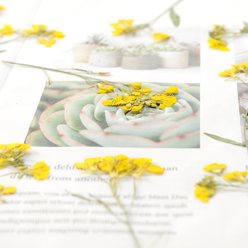 油菜花带枝 真花押花压花幼儿教学植物标本材料滴胶干花手机壳diy