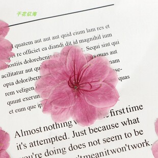五瓣樱花 真树叶植物标本干花压押花 书签花瓣妆压花台灯蜡烛绢扇