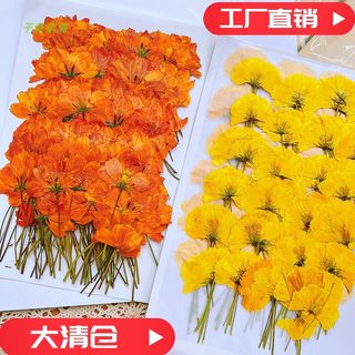 带枝侧压硫华菊干花压花材料DIY手工相框书签台灯贺卡滴胶手机壳