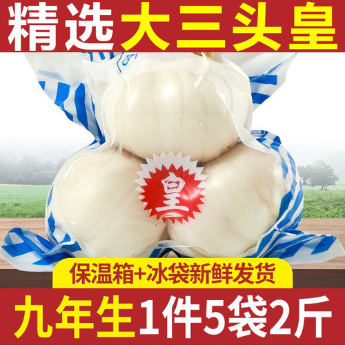 9年生兰州新鲜大三头皇甜百合