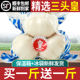 兰州鲜甜百合500g新挖三头皇白合新鲜食用甘肃非生百合干特产特级