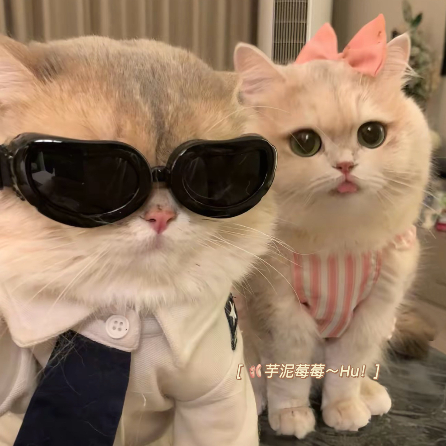 芋泥莓莓！猫咪衣服公主伴娘礼服