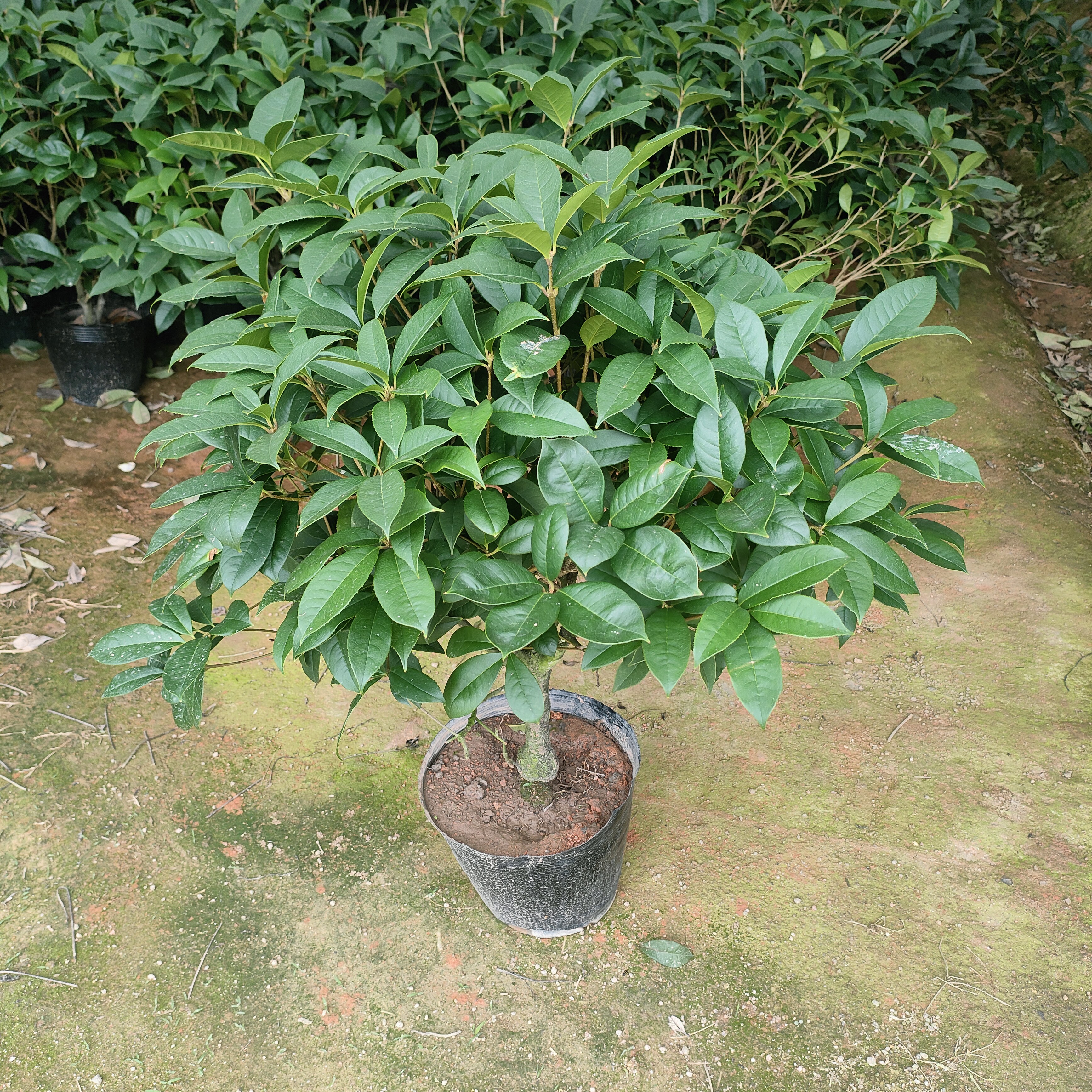 四季桂花盆景原生老桩桂花树盆栽矮胖型客厅绿植浓香型庭院耐寒