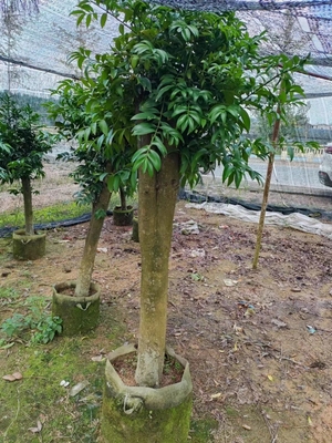 驱蚊竹柏老桩盆栽平安竹长寿竹