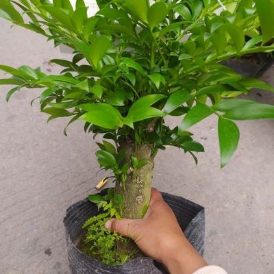 竹柏老桩精品盆栽四季常青耐热耐寒长寿竹平安竹驱蚊植物