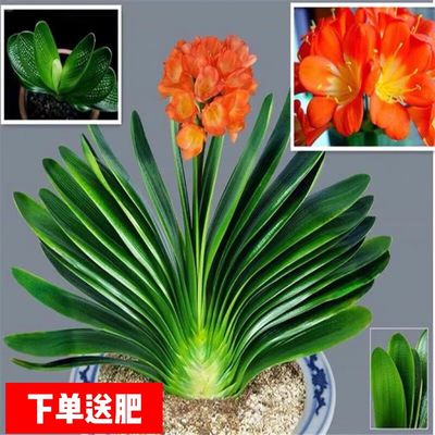 君子兰带花苞盆栽大苗东北精品室内四季绿植花蕾当年开花高档花卉