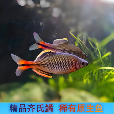 原生鱼广东齐氏鱊红边旁皮汕尾精品齐氏鱊冷水鱼溪流鱼活体观赏鱼
