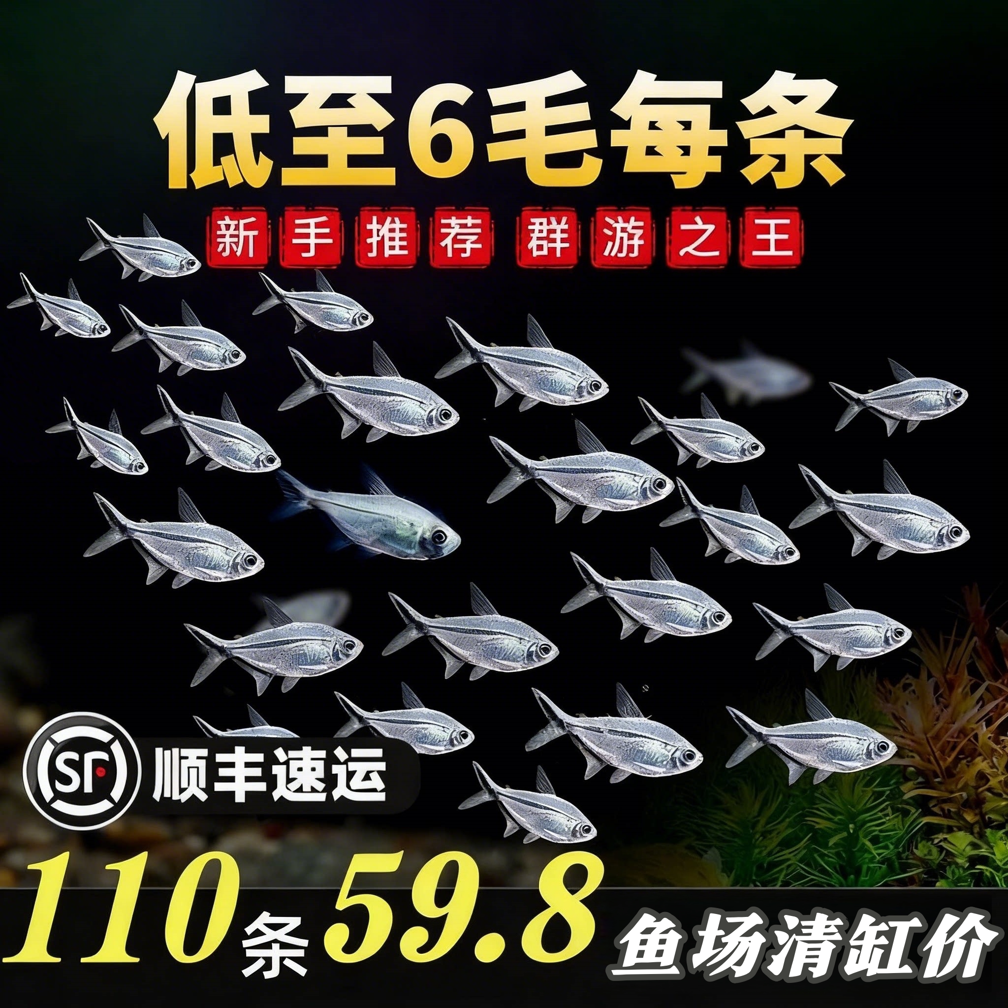 黑尾大勾群游小型热带观赏鱼好养耐活小鱼淡水自来水灯科宠物鱼苗