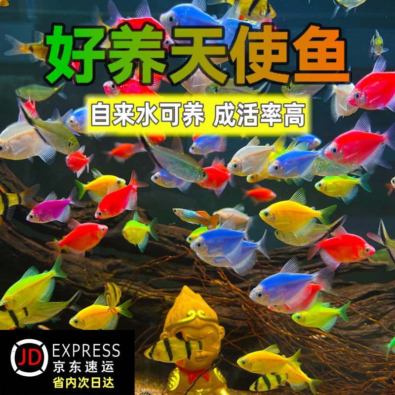 热带大号天使鱼好养耐活淡水自来水观赏小鱼家用鱼缸宠物小型鱼苗