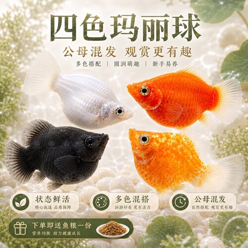 胎生鱼活体玛丽球淡水小鱼易繁殖鱼好养耐活热带观赏鱼新手闯缸鱼